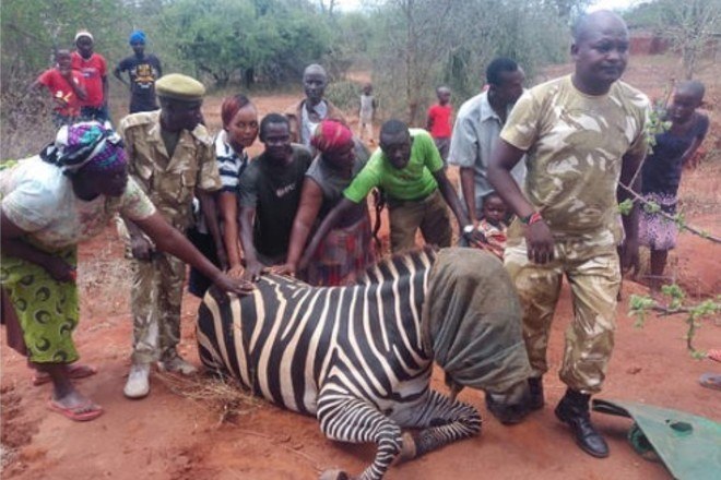 Zebra foge de parque, acasala com burro e dá à luz híbrido raro - Fotos -  R7 Hora 7