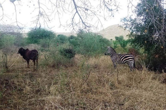 Zebra foge de parque, acasala com burro e dá à luz híbrido raro - Fotos -  R7 Hora 7