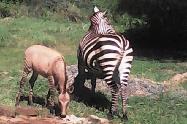 Zebra foge de parque, acasala com burro e dá à luz híbrido raro - Fotos -  R7 Hora 7