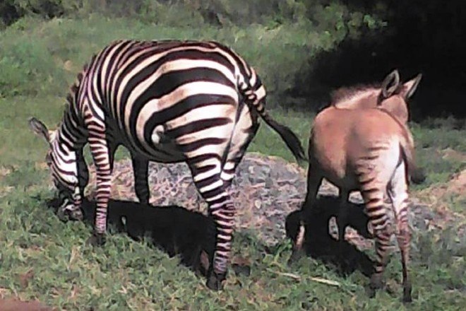 Zebra foge de parque, acasala com burro e dá à luz híbrido raro - Fotos -  R7 Hora 7