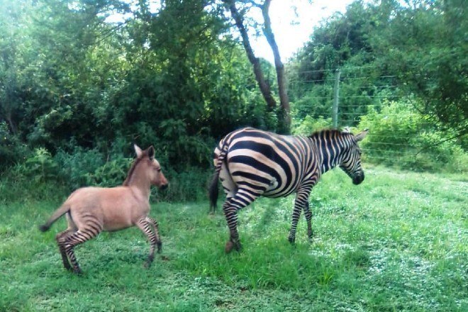 Zebra foge de parque, acasala com burro e dá à luz híbrido raro - Fotos -  R7 Hora 7