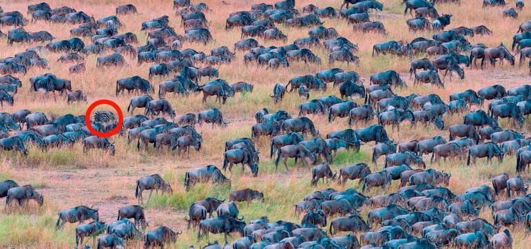 Ali está ela, desjejuando tranquilamente no campo! VEJA MAIS ANIMAIS CAMUFLADOS A SEGUIRNÃO PERCA: Jovem fica com 'olhos de zumbi' após fazer extensões de cílios: 'Achei que ficaria cega'