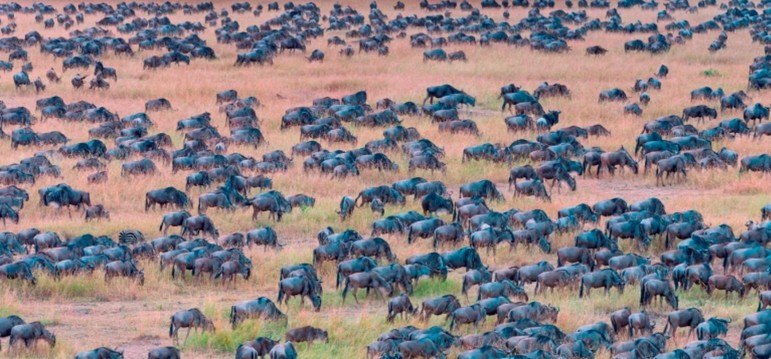 Ao perceber o animal, Gerlach passou a tirar ainda mais fotos. Foram cerca de cem cliques até a imagem perfeita — exatamente esta, acima, com um zoom para ajudar na tarefa (a resposta está na foto abaixo)