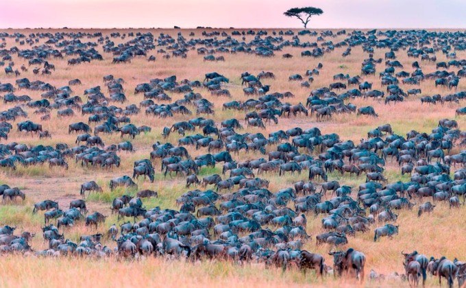 Você consegue encontrar uma zebra escondida entre centenas de gnus na imagem acima? Esse foi o desafio do fotógrafo de vida selvagem Ingo Gerlach, de Luxemburgo, ao registrar parte do parque Masai Mara, no Quênia, no início de um dia de agosto. Ele conta que 
