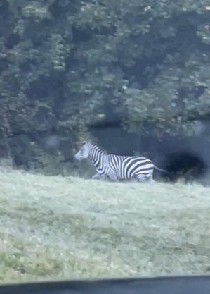 Zebra foi flagrada por motorista