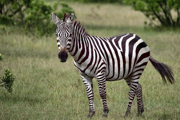 Zebra- Natural das savanas africanas, são as presas preferidas dos felinos. Mas, com a velocidade de até 64 km/h, não são abatidas facilmente.