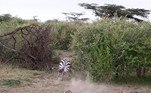 Ao fim, o guepardo precisou se esconder, enquanto os filhotes (da zebra e da própria predadora) observavam a estranha interação naturalNÃO VÁ EMBORA: Cachorro ou gato? 'Transformação' de animal em telhado choca família
