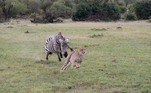 Foi uma decisão acertada: uma zebra pode chegar a pesar 350 kg, cerca de oito vezes mais que um guepardo. A fuga mostrou que, sim, os guepardos podem usar muito bem a velocidade para fugir, em pânicoVALE O CLIQUE: O nome deste rapaz é Kovid, mas ele garante: 'Não sou um vírus'