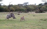 O guepardo (também conhecido como chita) não entendeu exatamente o que aconteceu e resolveu correr