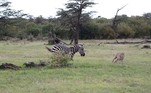 Uma caçada aparentemente comum em um parque do Quênia acabou de modo inesperado. Um guepardo — felino conhecido por ser o mais veloz animal terrestre, atingindo 115 km/h — perseguiu uma zebra, mas acabou precisando lutar pela própria vida quando a presa se revelou muito corajosa e ousada
