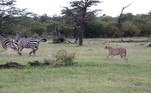 A mãe zebra não desistiu de salvar as crias, fez uma curva fechada e passou a ser a perseguidoraLEIA MAIS: Piloto quase é atropelado por trem após pousar com avião em ferrovia