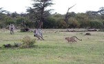 O guepardo correu para cima da zebra, para afastar a mãe dos três filhotes dela. Mas logo a situação mudou
