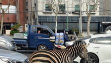 Zebra escapa de zoológico, perambula por 3h e percebe que vida na cidade é muito hostil