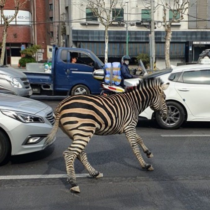Animal não se deu muito bem com o trânsito pesado na cidade