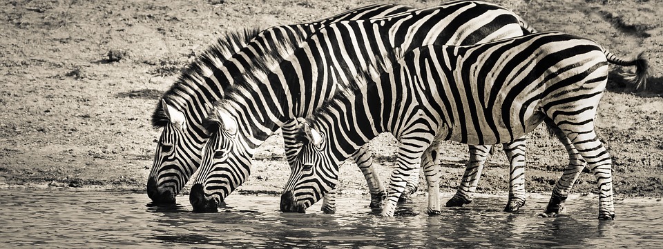 Enquanto fogem rapidamente de felinos como leões, as zebras podem aplicar poderosos coices capazes de quebrar a mandíbula ou outras partes do crânio desses felinosVEJA ISSO:&nbsp;Gêmeas caçadoras causam revolta na web e são ameaçadas de morte