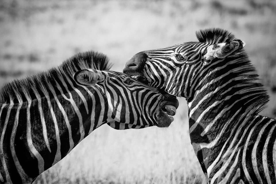 A zebra é um dos bichos mais simpáticos da natureza, pelas listras um tanto charmosas