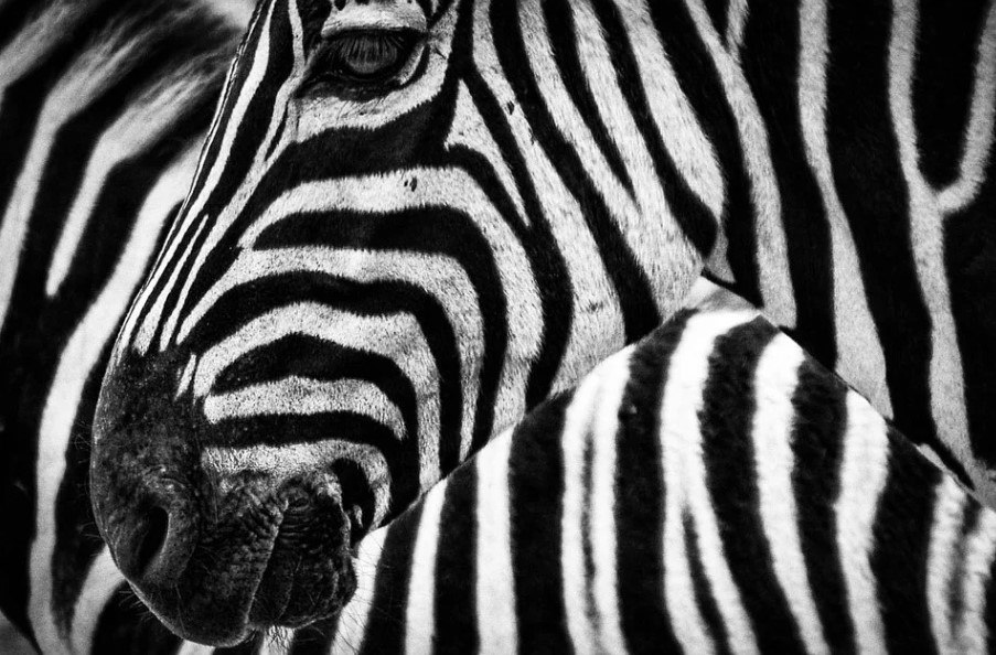 Ele é especialista em vida selvagem e seguiu a zebra enquanto ela passeava pela savana