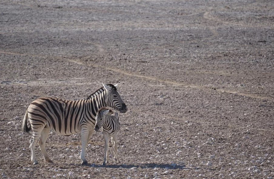 A imagem foi capturada em&nbsp;Masai Mara, no Quênia