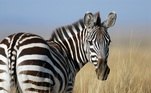 Zebra. Conhecida pela semelhança com os cavalos, as zebras são animais que possuem boa capacidade de visão, o que permite fugir dos predadores. As suas listras pretas controlam a temperatura do corpo