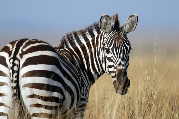 Zebra. Conhecida pela semelhança com os cavalos, as zebras são animais que possuem boa capacidade de visão, o que permite fugir dos predadores. As suas listras pretas controlam a temperatura do corpo