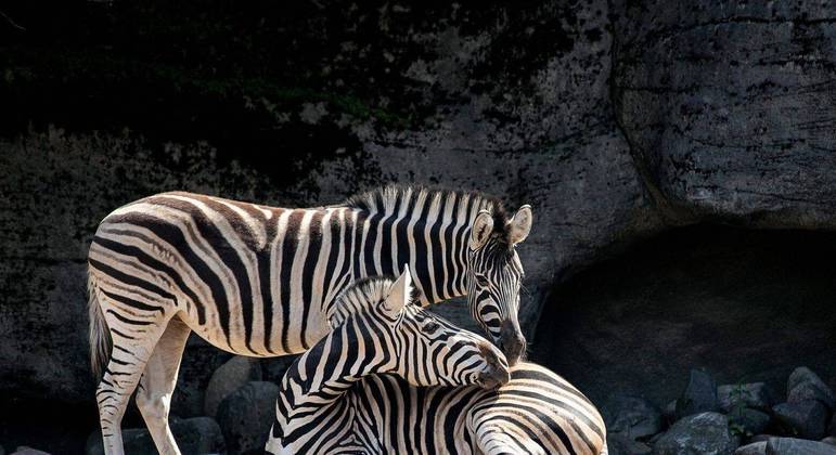 Zebras, quais são as espécies? Origem, características e curiosidades
