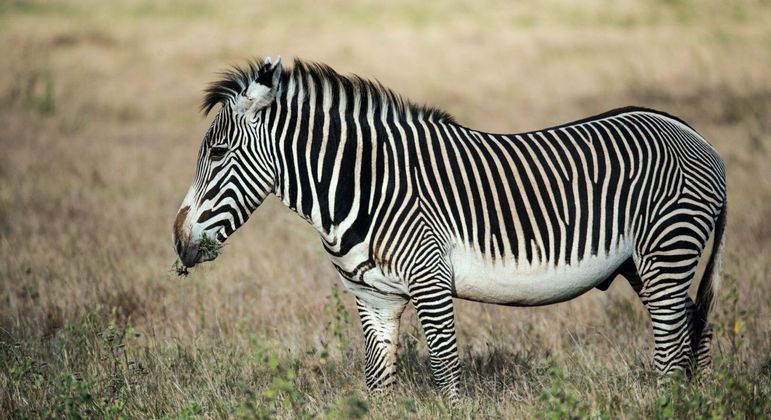 Zebras, quais são as espécies? Origem, características e curiosidades