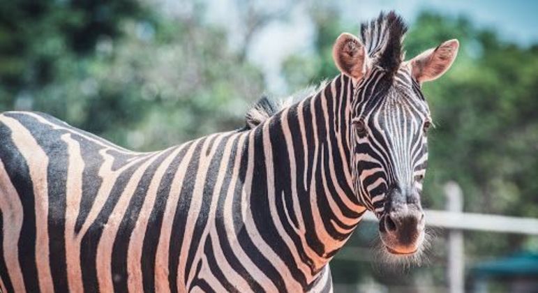 Zebras, quais são as espécies? Origem, características e curiosidades