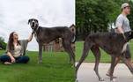 Zeus, o maior cão do mundo, morre com 3 anos de idade