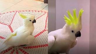Cacatua que viraliza na web ao dançar Meu Pintinho Amarelinho (Divulgação)