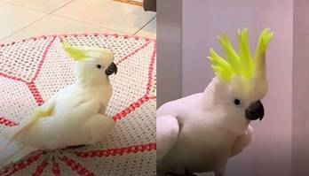 Cacatua que viraliza na web ao dançar Meu Pintinho Amarelinho (Divulgação)