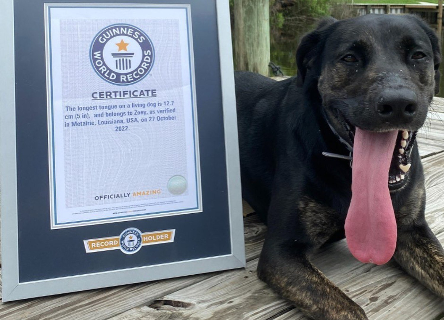 Cadela bate recorde mundial com a língua mais longa em um cão vivo
