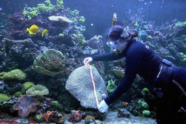 O aquário também passou pela avaliação dos tratadores. A aquarista Colette Gibbings mergulhou para medir o crescimento do coral-cérebro — que recebe esse nome devido a sua aparência — nativo do Caribe e muito ameaçado extinção devido à proliferação da praga branca que vem destruindo recifes de corais