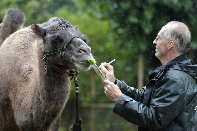 Já a camela, batizada de Noemie, é o animal mais pesado do zoológico e foi 'convencida' por seu tratador, Mick Tiley, a subir na balança para participar do estudo