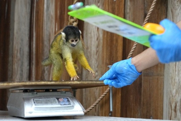 Para encorajar os macacos-esquilos-de-bico-preto os cuidadores incentivaram os bichinhos a subir na balança dando algumas guloseimas saborosas para que ação fosse concluída com mais diversão