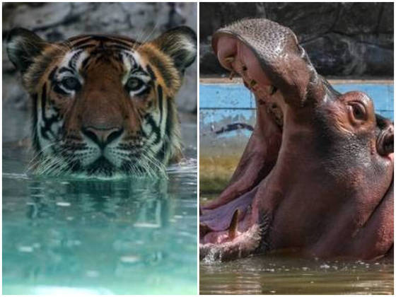 zoologico