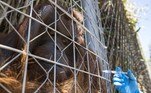 Aos 26 anos, Sandai é um orangotango único na América do Sul, com grande potencial para a reprodução de uma espécie sob grave ameaça de extinção