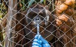 O Zoológico Buin, em Santiago, começou a vacinar os animais contra a Covid-19, como parte de um programa experimental na América Latina