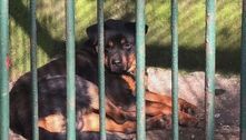Zoológico chinês vira piada ao substituir lobo por Rottweiler