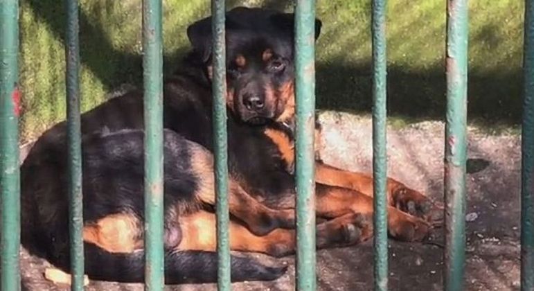 Zoológico chinês substituiu lobo que morreu por Rottweiler, mas afirmou ser temporário