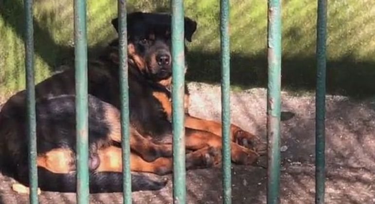 Funcionário revelou que Rottweiler pertence a um dos guardas do zoológico