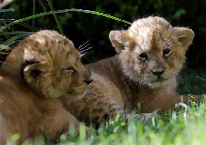 Filhotes de tigre ameaçado de extinção nascem em zoo de Moscou