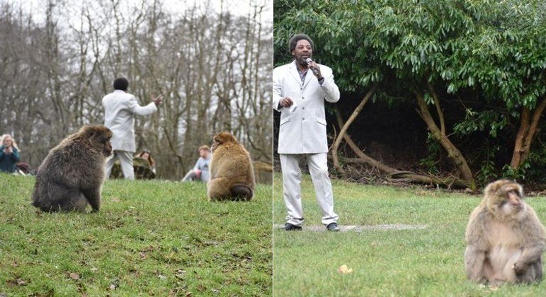  Zoológico inglês contratou sósia de Marvin Gaye para incentivar a reprodução de macacos