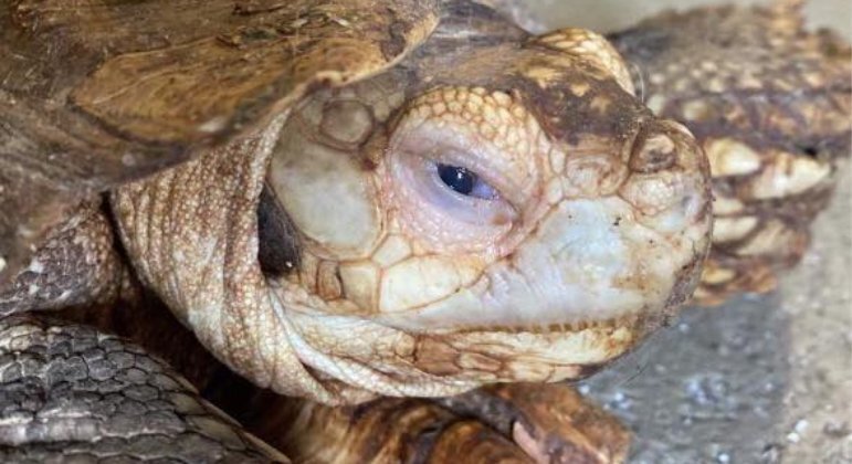 Algumas espécies de serpente e tartaruga presentes durante a operação encontram-se em risco de extinção