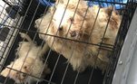 Os animais acabaram resgatados pelo Corpo de Bombeiros da região, com o auxílio do abrigo Animal Charity of Ohio, que compatilhou detalhes do caso nas redes