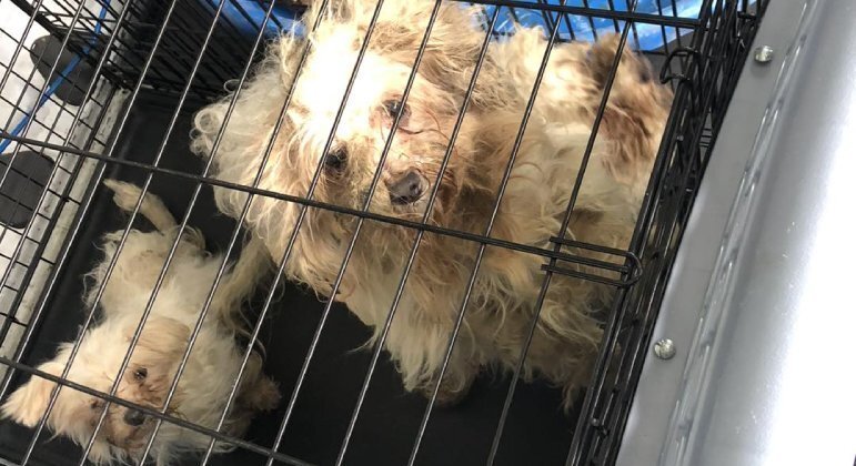Os animais acabaram resgatados pelo Corpo de Bombeiros da região, com o auxílio do abrigo Animal Charity of Ohio, que compatilhou detalhes do caso nas redes