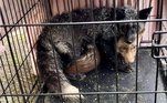 Uma verdadeira 'casa dos horrores' foi desmantelada em Youngstown, Ohio (EUA), após autoridades descobrirem que o local abrigava um 'zoológico doméstico', com animais em 'condições deploráveis'