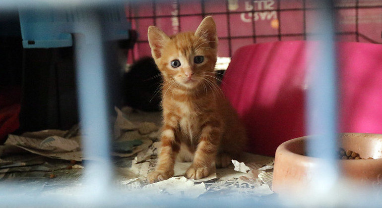 São dez cachorros e 15 gatos aguardando um lar 